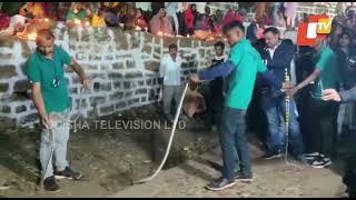 7 venomous snakes rescued from Kapilash temple