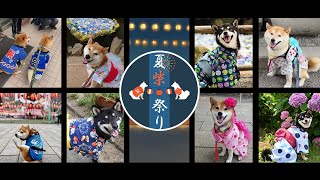 柴犬だ！夏祭りだ！夏柴祭りだー！