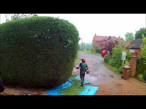 BIG CONIFER HEDGE TRIM BIG CONIFER HEDGE TRIM