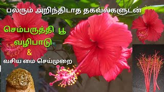 Sembaruthi valipadu / Vasiya mai / Hibiscus benefits in tamil / செம்பருத்தி பூ வழிபாடு \u0026 பயன்கள்