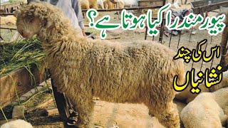 Pure Mundra Chatra Aur Desi cross Mundra Chatra |Gujranwala Bakra Mandi پیور مندرے کی نشانیاں