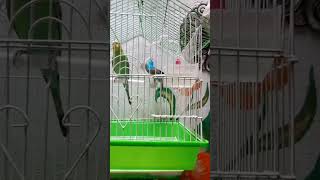 bajari parrot #videos #viral #short #bajri #parrot