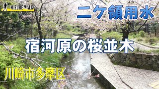 【二ヶ領用水 川崎市多摩区】住宅地の中にある細い水路の、桜並木を行き交う人々 ( #水辺ナビ )