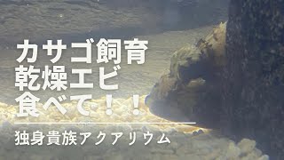 アクアリウム【カサゴ飼育】乾燥エビ食べて！！