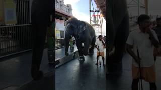 Tiruchendur Arasan ❤️✨ #chendur #shortsvideo #trending #muruga #swami #shortvideo