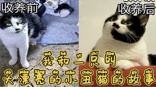 这是一只叫大漂亮的小丑猫｜很多人说这么丑，不会有人喜欢这样的猫｜性格改变猫运，它有点丑但是它很温柔