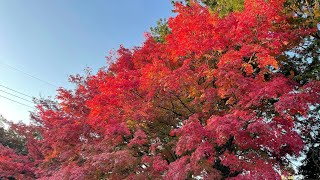 次男坊たっかの次男旅行「#003 晩秋の京都 紅葉🍁」　晩秋の京都、紅葉🍁を楽しむ。人が多くて敬遠していた京都、今気付いてよかった素晴らしく美しい❗️🤗　＃次男坊、＃たっか、＃京都、＃紅葉