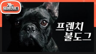 장도연의 견종 자판기! 오늘의 고민견은? ‘프렌치 불도그’🐶 [개는 훌륭하다/Dogs Are Incredible] | KBS 221003 방송