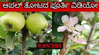 MY APPLE GARDEN #apple #forming #appleflower #appleformingin karnataka