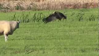 Marsh Harrier clumsy hunting grass / Bruine kiekendiefvrouwtje jaagt klungelig2