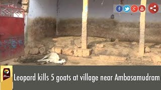 Leopard kills 5 goats at village near Ambasamudram