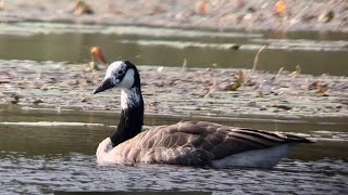 Leucistic Canada Goose, Leukistinen kanadanhanhi. Mertajärvi, Savonlinna. 16/8/2023