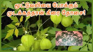 MUDAKATHAN DOSAI RECIPE முடக்கத்தான் கீரை தோசை #Balloonvinedosa #Mudakathandosa