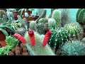 cleistocactus vulpis cauda cactus plant in multiple vibrant bloom