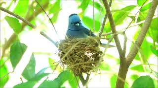 黑枕藍鶲(Black-naped Monarch)育雛中--- 驅趕鳳頭蒼鷹      (台北植物園, 2021.04.17)