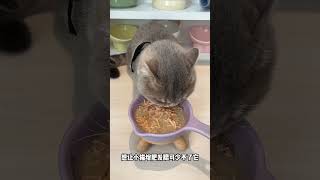 补水又营养，这个零食罐用来加餐太合适啦 新手养猫 萌宠好物 猫罐头 配餐