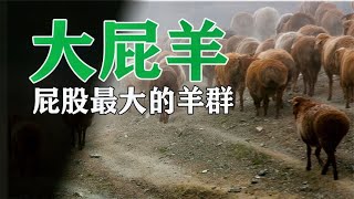 这羊的价值以屁股大小为标准，大屁股阿泰勒大尾羊