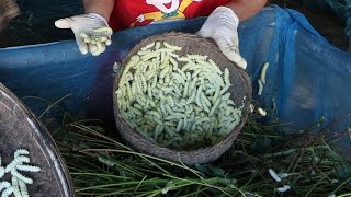 Zucht des Eri Silkworms Samia ricini in Thailand