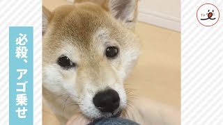 オヤツまだ…？ 必殺技で、おねだりアピールする柴犬が可愛すぎる…💕【PECO TV】