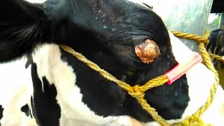 Cancer of eye how best veterinary doctor treated/papilloma /cow eye cancer