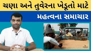 ચણા અને તુવેર અંગે મહત્વના સમાચાર | Chana | Toor | Agriscience