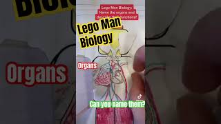 Organs of the human body in Lego man form #biology #gcserevision