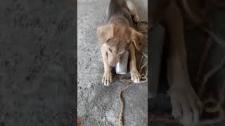 ഇതിൽ തൊട്ടാൽ ഞാൻ കടിക്കും. suscribe ചെയ്യോ. #shorts #dog #doglover #animals #pets #cutedog #funny