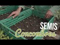 Tuto #5 - Semis Concombre