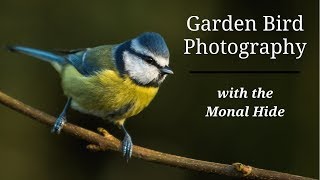 Tragopan Monal Hide - Garden Bird Photography