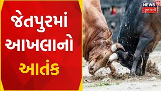 Jetpur News: જેતપુરમાં આખલાનો આતંક | Stray Cattle | Gujarati News | News18 Gujarati