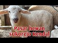 TERBARU‼️INFO HARGA DOMBA MERINO DI PASAR HEWAN SUKOREJO KENDAL