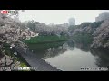 🌸桜ライブカメラ🌸東京千鳥ヶ淵　2024年4月7日 日