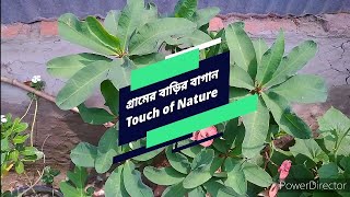 গ্রামের বাড়ির বাগান | Touch of Nature