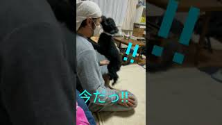 【超ずる賢い犬】怒られて反省した振りをするけど隙を見つけて飛びかかる犬(笑)【What a clafty dog!!】I'll just make like I'm sorry. 