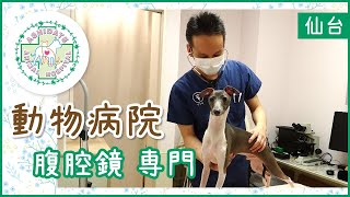 仙台で動物病院をお探しなら、腹腔鏡専門の「あしだて動物病院」