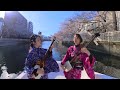 shamisen under the cherry blossoms sakura original version ki u0026ki 輝 u0026輝 津軽三味線 4k