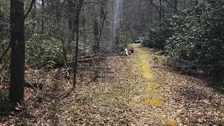 Allegheny trail WV laurel run backpacking/ hiking