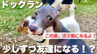 ビビり犬、ドッグランでボス猿になる！イタグレ勇気のドッグラン！