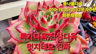 특가상품,신상입고,제대로 멋지네,묵둥이,화분채배송 010-7635-3562택배문자주문 콩나물다육