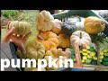 Different types of pumpkin found in Longkhum #pumpkin #longkhum