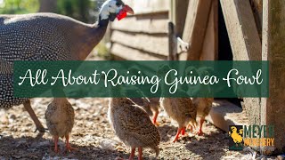 All About Raising Guinea Fowl!
