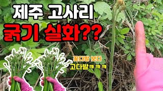 왕고사리가 또 올라왔어요👍꺾는 것마다 꿀잼 보장😁 f.꽃다발 보다 예쁜 고다발💐