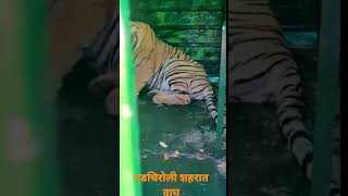 Tiger From Gadchiroli City गडचिरोली शहरात वाघ #Shrot Video,