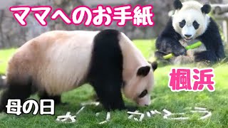 【パンダアイドル楓浜】母の日プレゼントのタケノコ🎋をモリモリ食べる元気な良浜🐼ママが居ました♡ありがとう〜をお手紙したよ♡