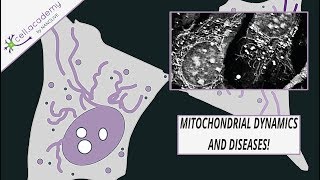 Mitochondrial Dynamics and Diseases