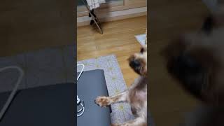 강아지 낑낑대는 소리 dog yelling