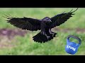 common raven species guide appearance diet habitat behavior stats and conservation status