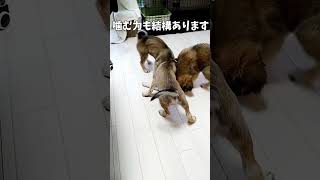 ガジガジする子犬【保護犬】 #ミルクボランティア #保護猫 #保護犬  #いぬ #子犬