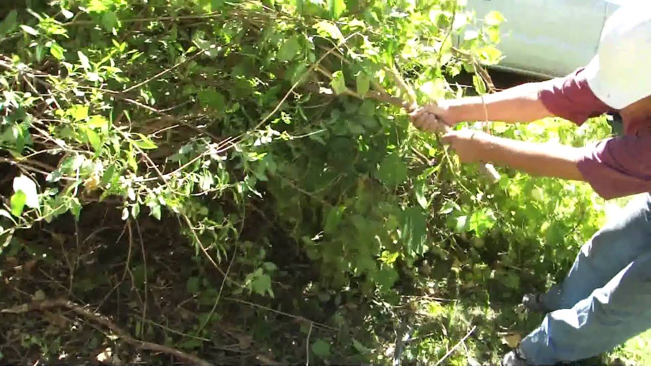 Trimming Bushes Landscaping Youtube