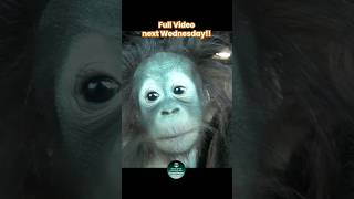 Orangutan Baby Jim In Front Of The Window #shorts